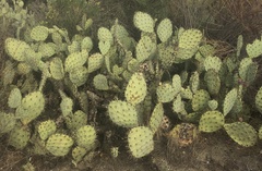 Opuntia littoralis