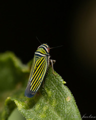 Tylozygus bifidus