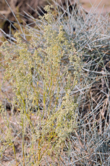 Chenopodium nevadense