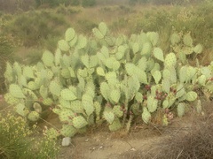 Opuntia littoralis