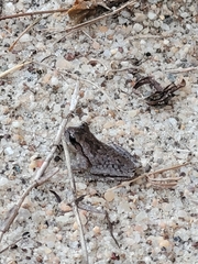 Hyla femoralis