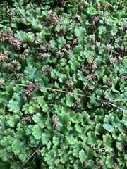 Marchantia polymorpha ruderalis