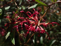 Grevillea diffusa