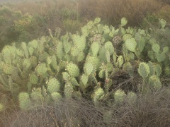 Opuntia littoralis