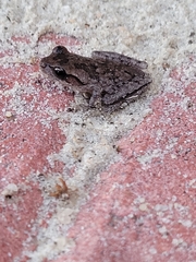Hyla femoralis