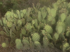 Opuntia littoralis