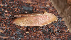 Ptyoptila matutinella