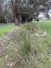 Xanthorrhoea minor lutea