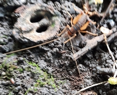 Ceuthophilus maculatus