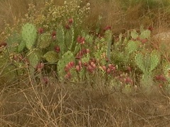 Opuntia littoralis