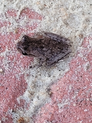 Hyla femoralis