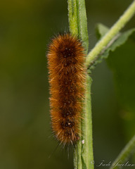 Pyrrharctia isabella