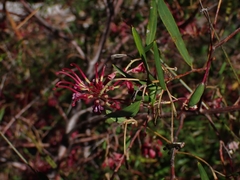 Grevillea diffusa
