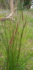 Xanthorrhoea minor