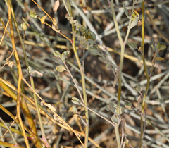 Chenopodium nevadense