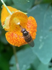 Rhingia nasica