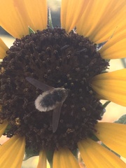 Bombyliini