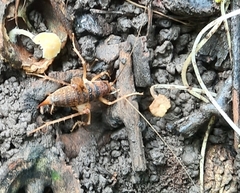 Ceuthophilus maculatus