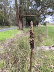 Xanthorrhoea minor lutea