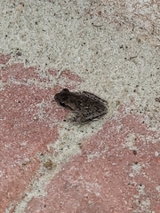 Hyla femoralis