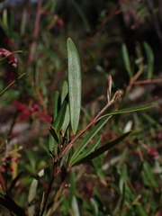 Grevillea diffusa