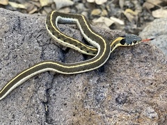 Thamnophis cyrtopsis cyrtopsis