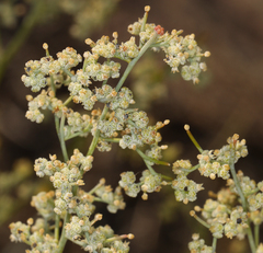 Chenopodium nevadense
