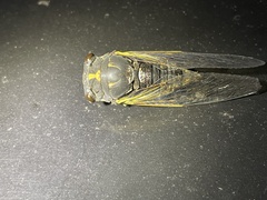 Neotibicen lyricen