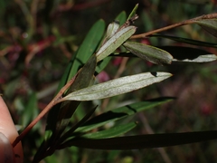 Grevillea diffusa