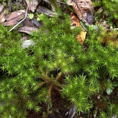 Dendroligotrichum dendroides