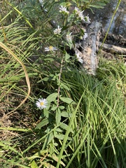 Symphyotrichum bracteolatum