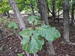 Quercus bicolor