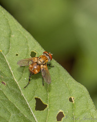 Gymnoclytia