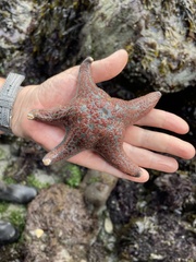 Dermasterias imbricata