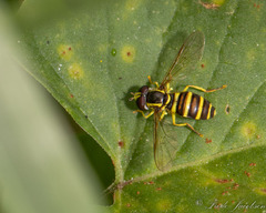 Xanthogramma flavipes
