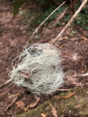 Alectoria sarmentosa