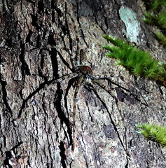 Heteropoda boiei