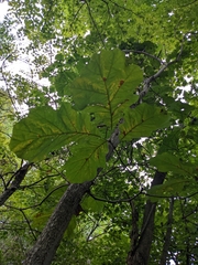 Quercus bicolor