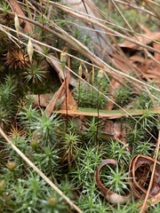 Dawsonia polytrichoides