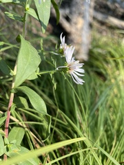 Symphyotrichum bracteolatum