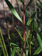 Grevillea diffusa