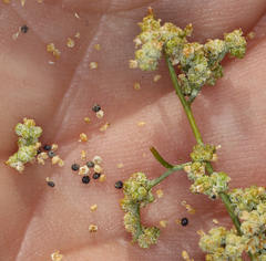 Chenopodium nevadense