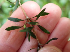 Coprosma