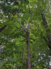 Quercus bicolor