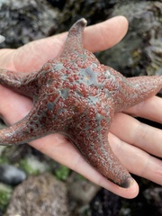 Dermasterias imbricata