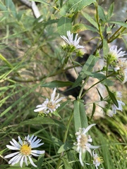 Symphyotrichum bracteolatum