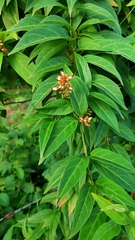 Urceola polymorpha