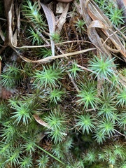 Dawsonia polytrichoides