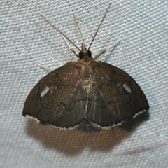 Perispasta caeculalis