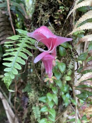 Columnea